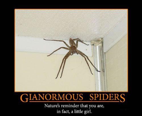 Spiders Funny