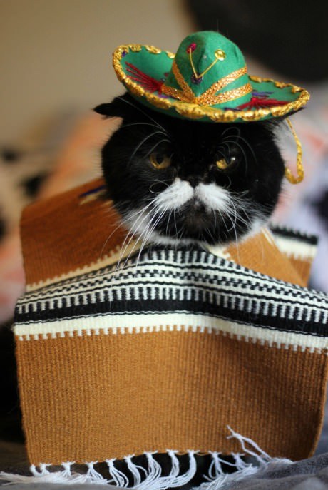 Funny Cat Pictures » Mexican Cat