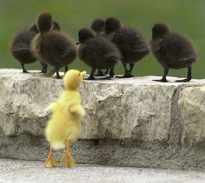 Odd one out | Funny Pictures