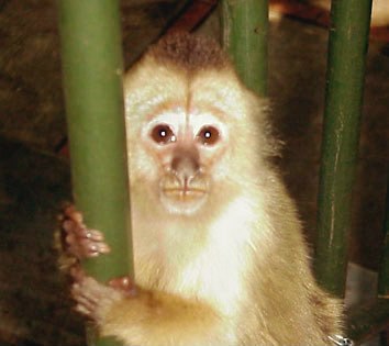 Funny Monkey Picture #6