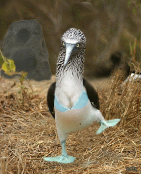 Funny Animated Picture