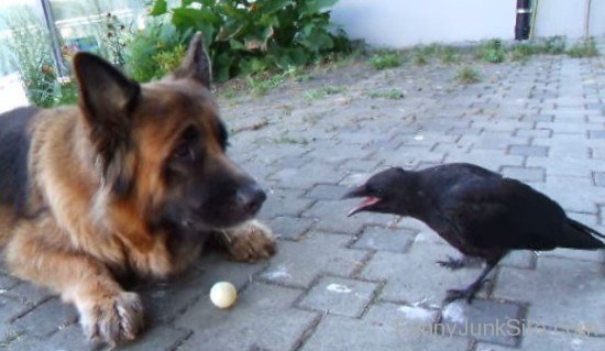 Dog And Crow Fun