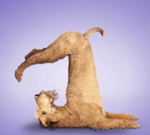 Funny Dog Excercise Picture