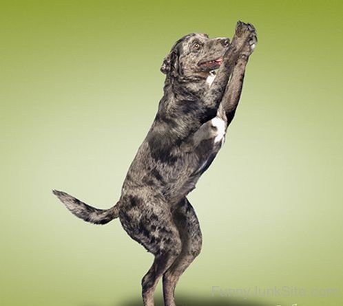 Funny Dog Exercise