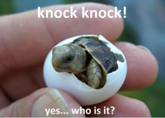Knock Knock