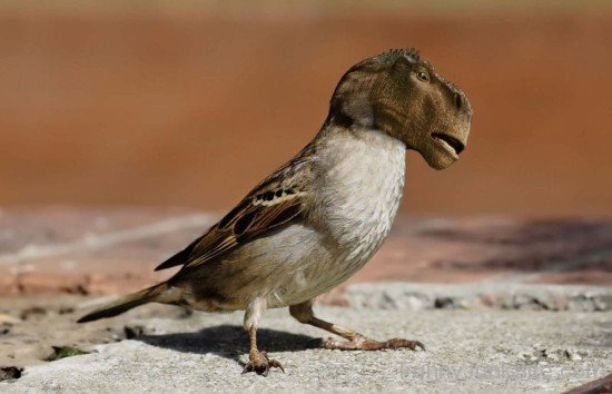 Sparrow Dinosaur Funny