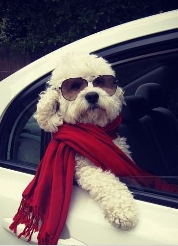 Stylish Dog