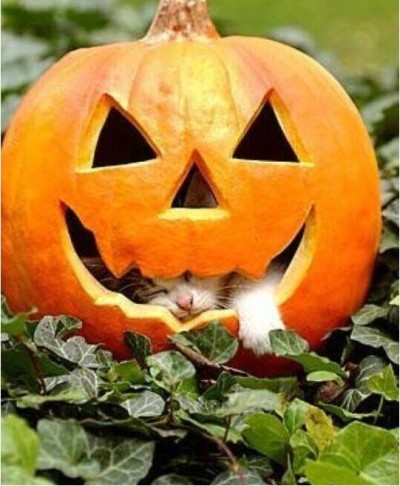 Funny Halloween Picture