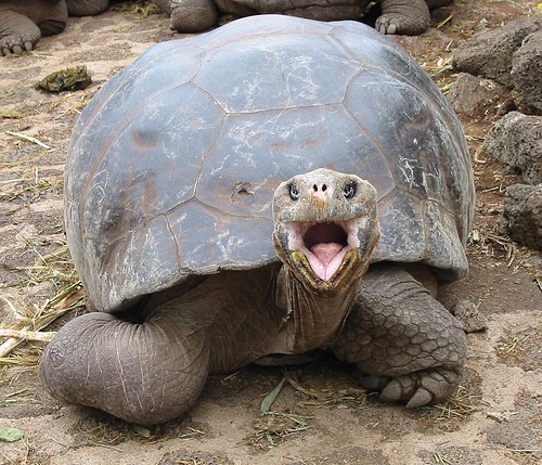 Funny Tortise Picture