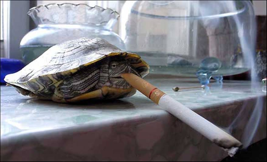 Funny Tortise Picture