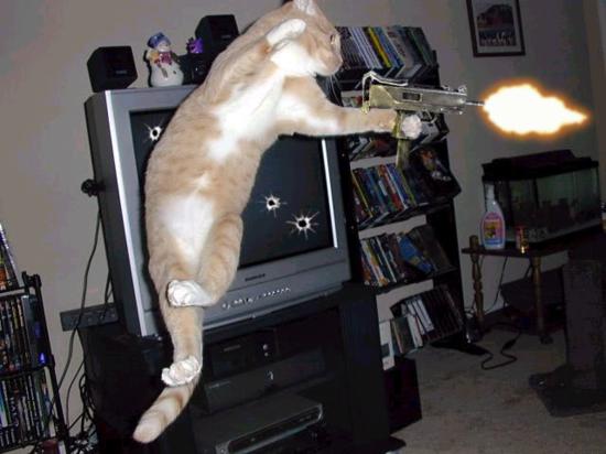 Firing Cat