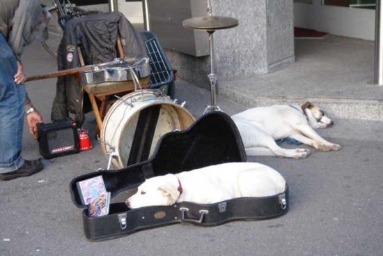 Musical Dog