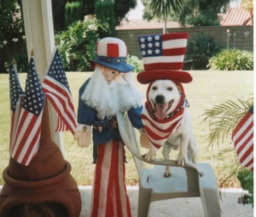 American Dogs