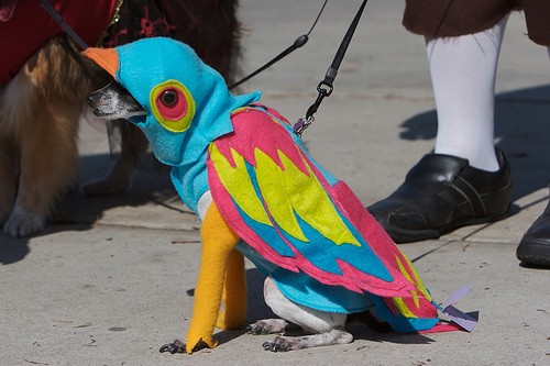 My Bird Costume