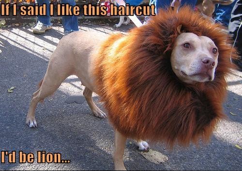 My Lion Haircut...