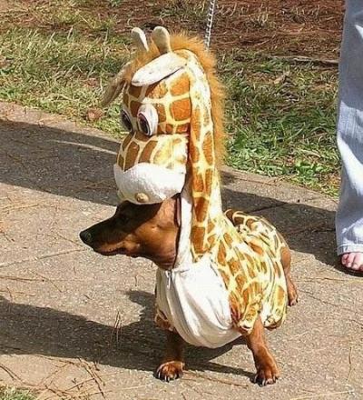 Little Giraffe