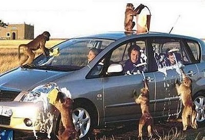 Monkey Car Wash