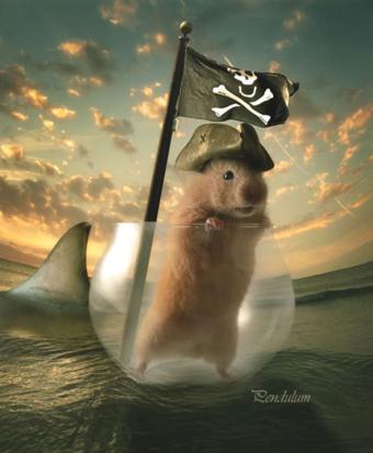 Pirate Hamster