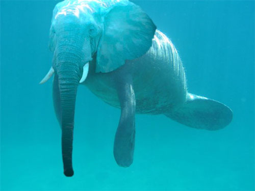 Swimming Elephant