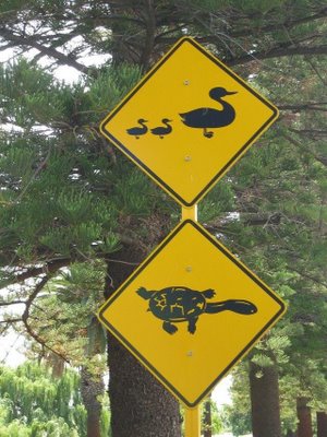 Road for Ducks and Tortoise