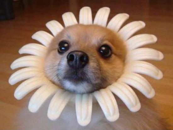 Dog Flower