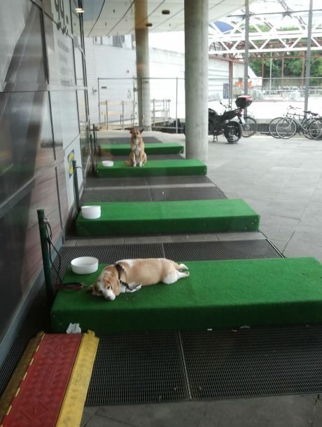 Dog Parking