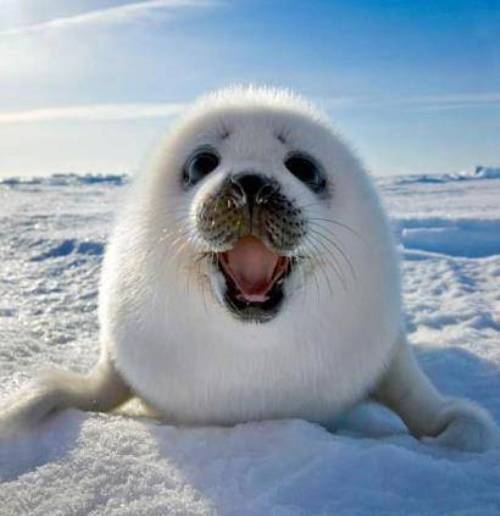 Laughing Seal