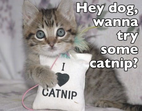 Catnip