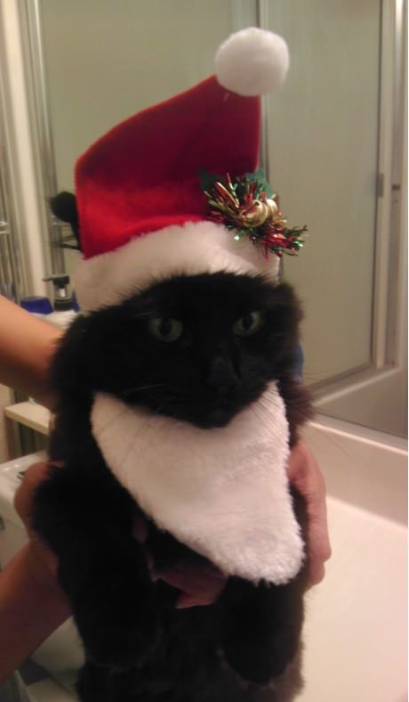 Christmas Cat