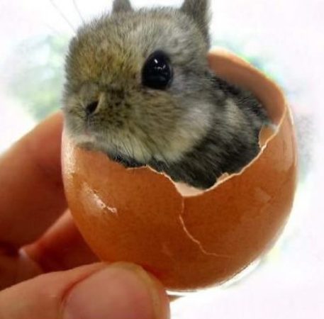 Bunny In An Egg