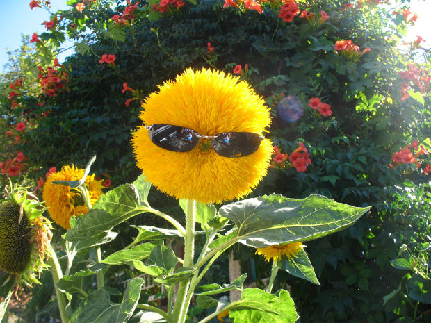 funny flower