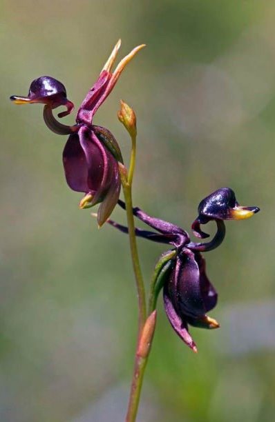 Duck Orchids