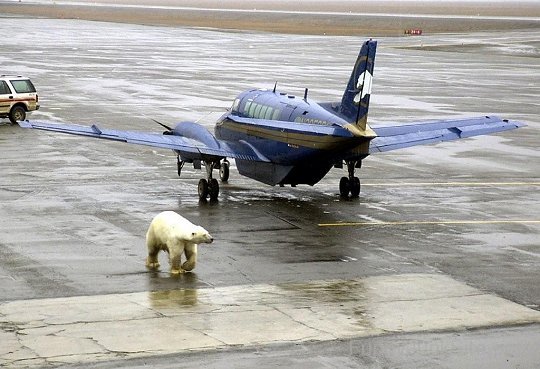 Bear Ready For Flying