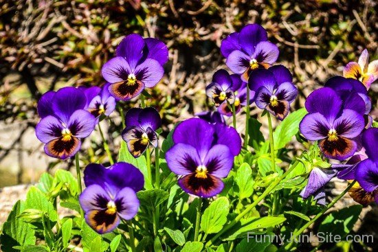 Butter Fly Flowers