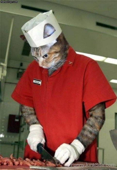 Cat Chef