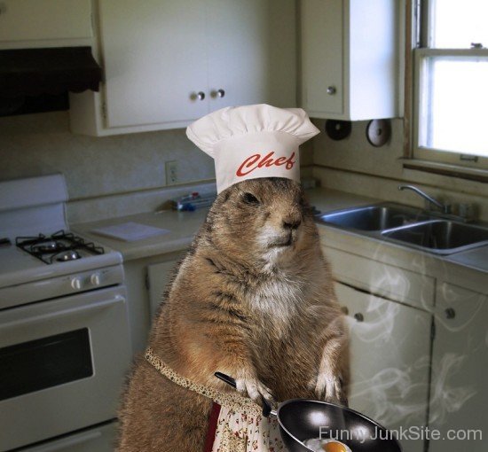 Chef Squirrels