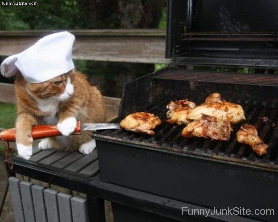 Chef Cat