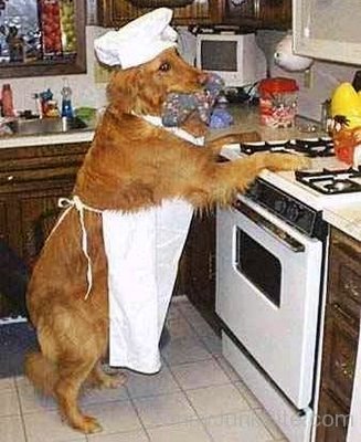 Dog Chef