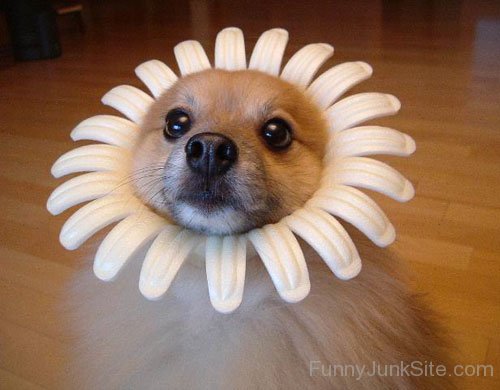 Dog Flower