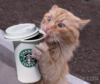 Funny Cat Coffee Drinker