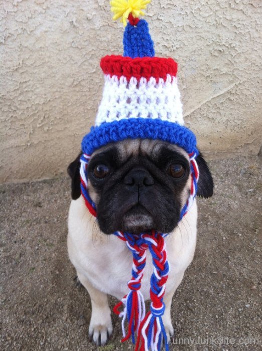 Funny Dog Celebrate On 4th Of July