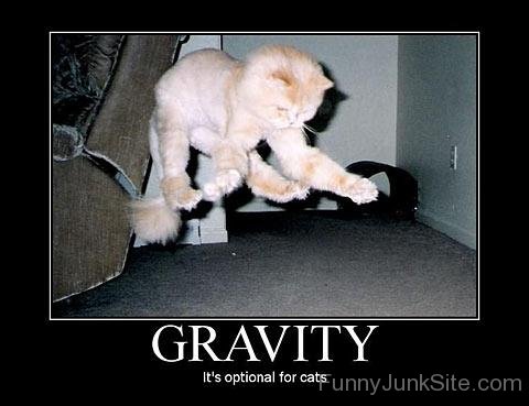 Gravity It's Optional For Cat