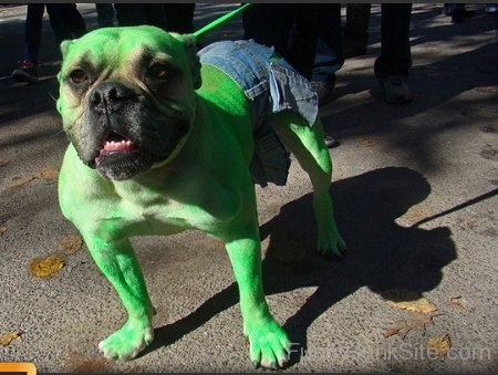 Hulk Dog