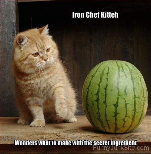 Iron Chef Kitteh