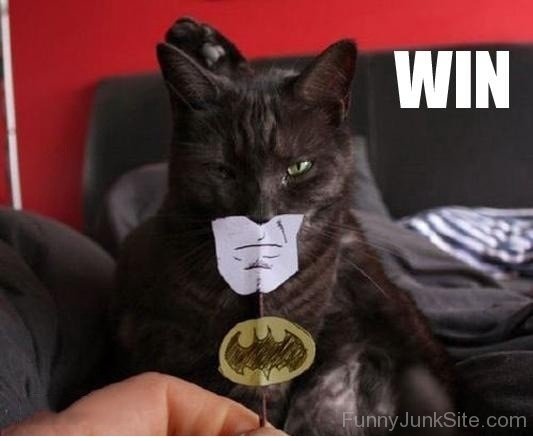 Batmans Cat