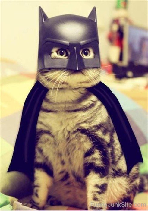 Catman