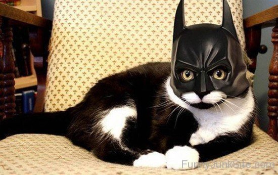 Catman Funny