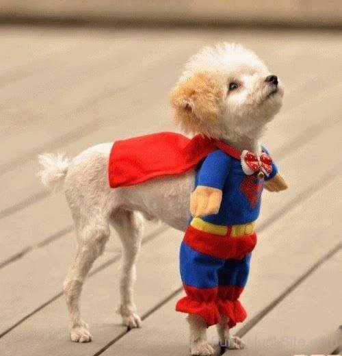 Super Dog