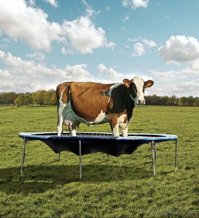 Funny Cow Picture » Funny Jumping Cow