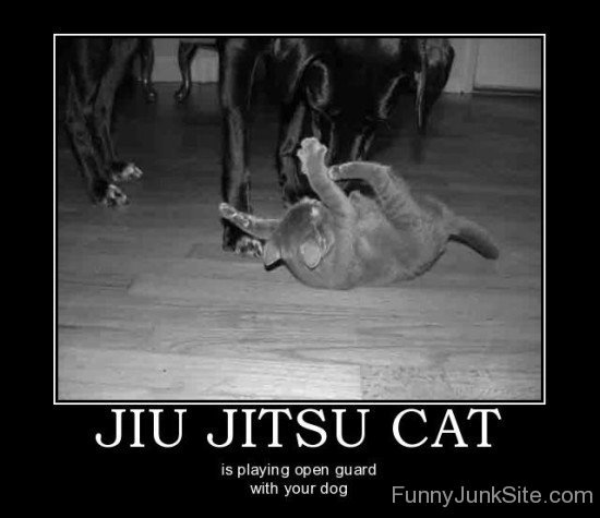 Jiu Jitsu Cat